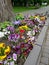 Flowerbed in Kamianets-Podilskyi city, Ukraine