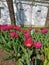 A flowerbed with lilac tulips on a sunny spring day among the trees on the background of pavion. The festival of tulips on Elagin