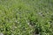 Flowerbed with lots of Ageratum houstonianum