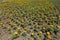 Flowerbed with lots of flowerheads of french marigolds