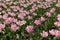 Flowerbed with lots of light pink tulips