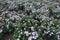 Flowerbed with lots of Michaelmas daisies in bloom