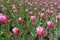 Flowerbed with lots of pink flowers of tulip