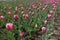 Flowerbed with lots of pink tulips in bloom