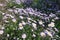 Flowerbed with lots of violet flowerheads of aspen fleabane