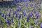 Flowerbed with lots of violet flowers of Armenian grape hyacinths