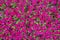 Flowerbed with magenta colored petunia