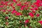 Flowerbed with many magenta rose flowers