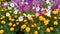 Flowerbed with marigold and petunia flowers