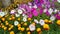 Flowerbed with marigold and petunia flowers_2