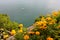 Flowerbed of marigolds on a Terrace of the Duino Castle