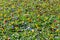 Flowerbed of multicolored pansy flowers (Viola Tricolor