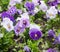 Flowerbed of multicolored viola tricolor in summer.