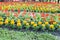 Flowerbed with multicoloured flowers: marigold and Salvia