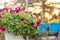 Flowerbed with multicoloured petunias