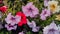 Flowerbed with multicoloured petunias. Colorful petunia flowers with open buds. Beautiful flowers petunia are growing in