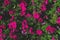 Flowerbed with multicoloured petunias. Colorful petunia flowers with open buds. Beautiful flowers petunia are growing in