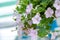 Flowerbed with multicoloured petunias ,colourful petunia Petunia hybrida