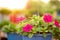 Flowerbed with multicoloured petunias ,colourful petunia Petunia hybrida