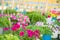 Flowerbed with multicoloured petunias ,colourful petunia Petunia hybrida