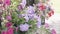 Flowerbed with multicoloured petunias outdoor.