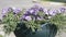 Flowerbed with multicoloured petunias outdoors.