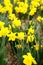 Flowerbed with narcissus flowers daffodils - early spring bulbs