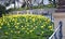 flowerbed with narcissus pseudonarcissus fence railing historical lamp park public yellow