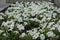 Flowerbed with numerous white flowers of petunias in June