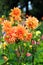 Flowerbed with orange Dahlias