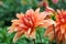 Flowerbed with orange Dahlias