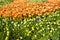 Flowerbed with orange and yellow tulips, daffodils, anemones, Holland