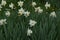 Flowerbed Orchestra of white daffodils - Front view