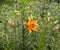 Flowerbed with oriental orange lily