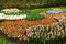 Flowerbed at park Keukenhof Lisse Netherlands