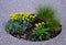 Flowerbed perennials in a circular flowerbed of grass and yellow flowers Euphorbia polychroma Nepeta faasenii blue beige gravel