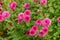 Flowerbed with pink asters closeup in the afternoon autumn.