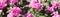 Flowerbed of pink curly tulip flowers, banner for natural panorama