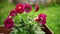 Flowerbed with pink dahlias on a blurred green background