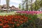 A flowerbed of pink and orange tulips on the shores of Lake Constance