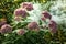 Flowerbed with pink stonecrop amid creeping smoke