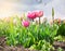 Flowerbed with pink tulips over sky