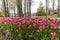 A flowerbed of pink tulips on the shores of Lake Constance