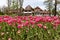 A flowerbed of pink tulips on the shores of Lake Constance