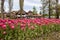 A flowerbed of pink tulips on the shores of Lake Constance