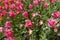 A flowerbed of pink tulips on the shores of Lake Constance