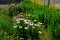 Flowerbed on the promenade in the park with ornamental perennials. the edge is a curved curb of granite paving blocks. separates t