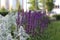 Flowerbed with purple lupins