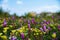 Flowerbed with purple and yellow flowers over background of blue sky with clouds.