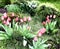 Flowerbed with red blooming tulips and green plants
